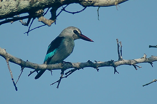 Woodland Kingfisher.jpg